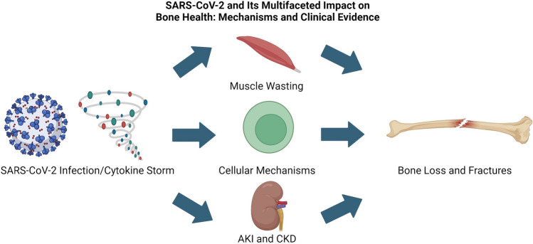 SARS-CoV-2 and bone loss National Library of Medicine https://pmc.ncbi.nlm.nih.gov/articles/PMC10912131/